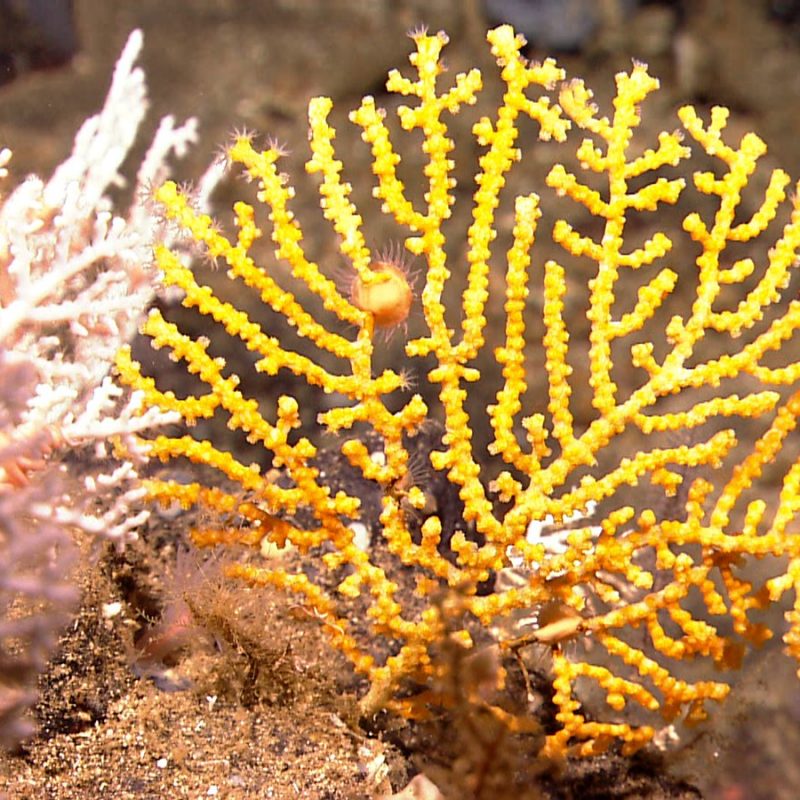 Yellow octocoral. Photo credit: NOAA